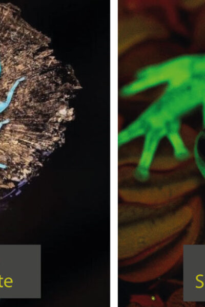 14 criaturas fluorescentes que parecen linternas de verdad
