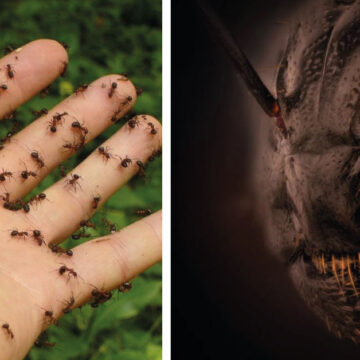 Fotógrafo muestra la cara real de una hormiga y causa revuelo en redes sociales