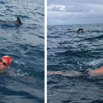 Nadador perseguido por un tiburón es protegido por delfines