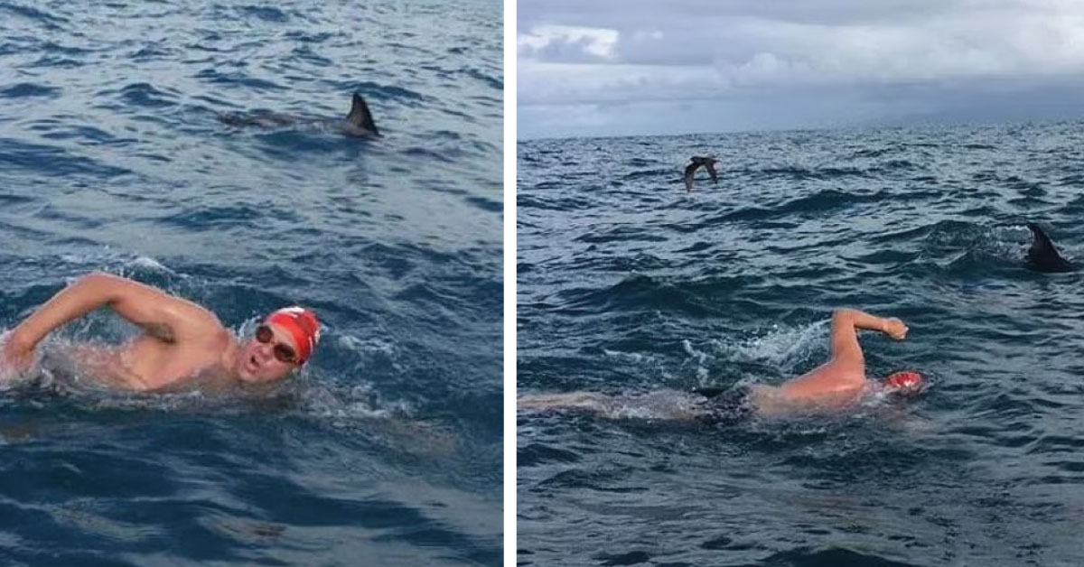 Nadador perseguido por un tiburón es protegido por delfines