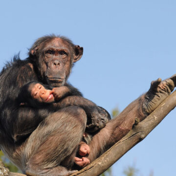 Chimpancés comenzaron a hacer pozos en la selva para filtrar el agua en África.