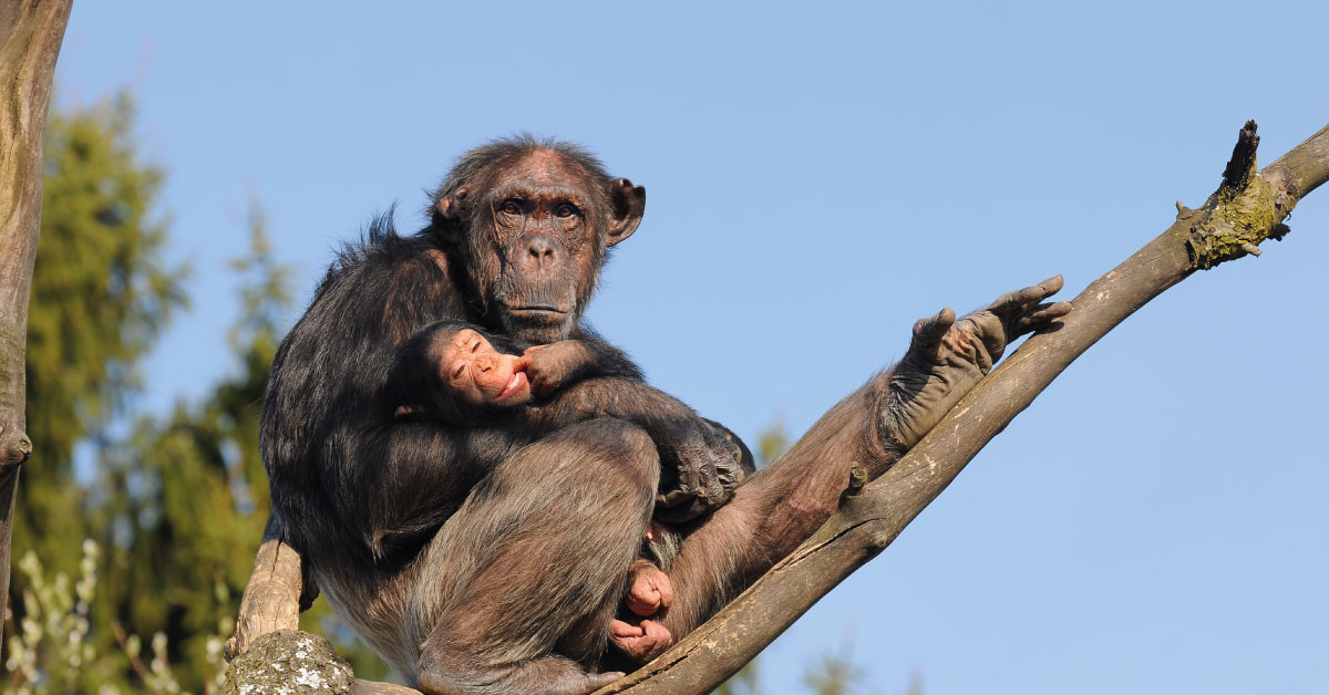 Chimpancés comenzaron a hacer pozos en la selva para filtrar el agua en África.
