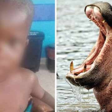 Hipopótamo se traga a un niño de 2 años pero lo escupe con vida.