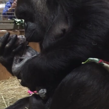 Mamá gorila no para de besar y abrazar a su bebé tras dar a luz luego de tantas dificultades