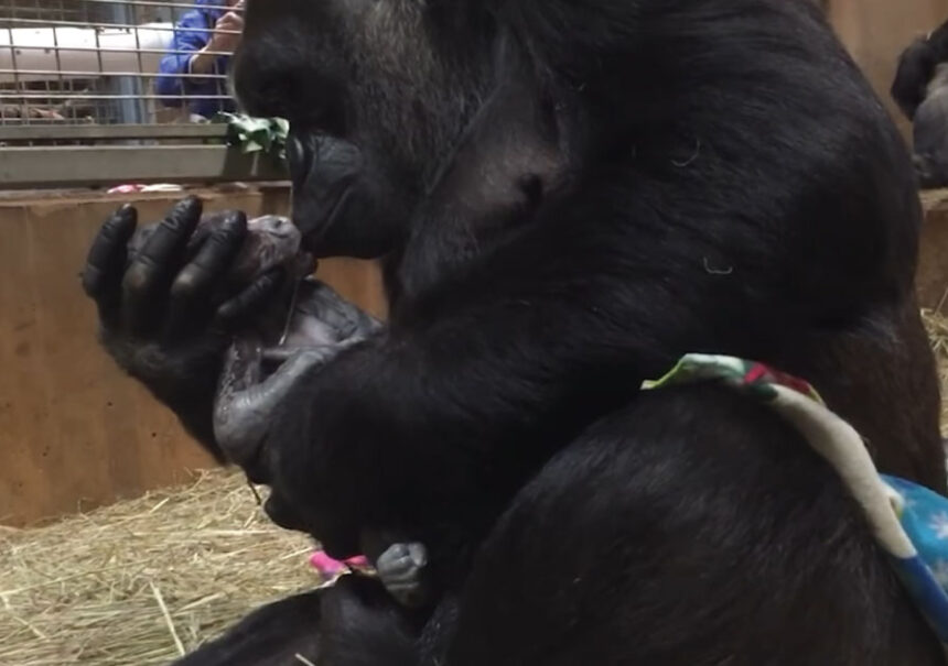 Mamá gorila no para de besar y abrazar a su bebé tras dar a luz luego de tantas dificultades