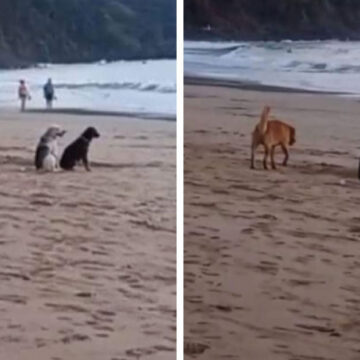 Perros callejeros se sientan en la playa a disfrutar del lindo atardecer