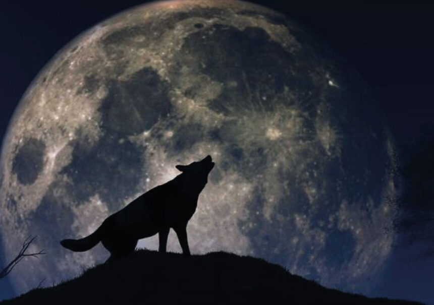 Llega la luna de lobo, la primera luna llena del año.