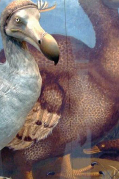 Buscan revivir al Dodo, un ave que se extinguió en el siglo XVII