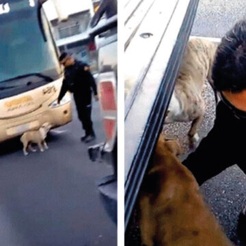 Policía rescata dos perritos atrapados a un lado de la carretera, temblaban de miedo