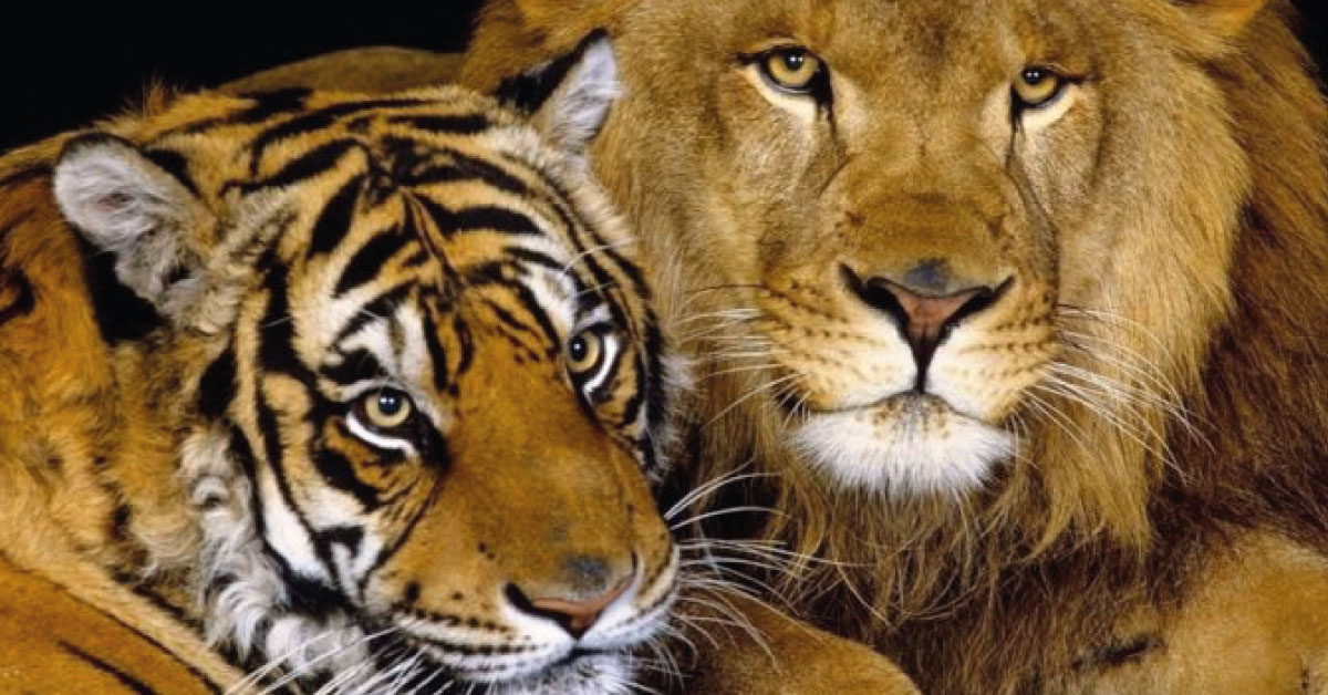 En Rusia se cruzó un león y una tigresa. Así nació un bebé ‘ligre’ y es muy hermoso.