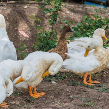 Campesinos usan patos para eliminar las plagas de manera natural