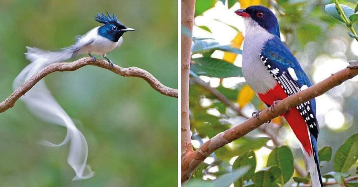 13 hermosas aves que parecen pintadas por un gran artista