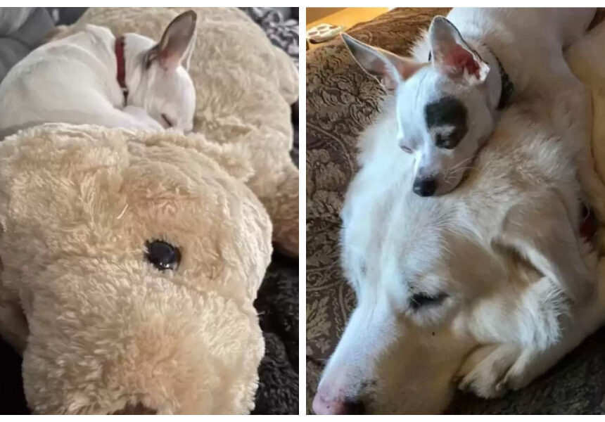 Chihuahua duerme sobre un gran peluche para recordar a su amigo que ya no está