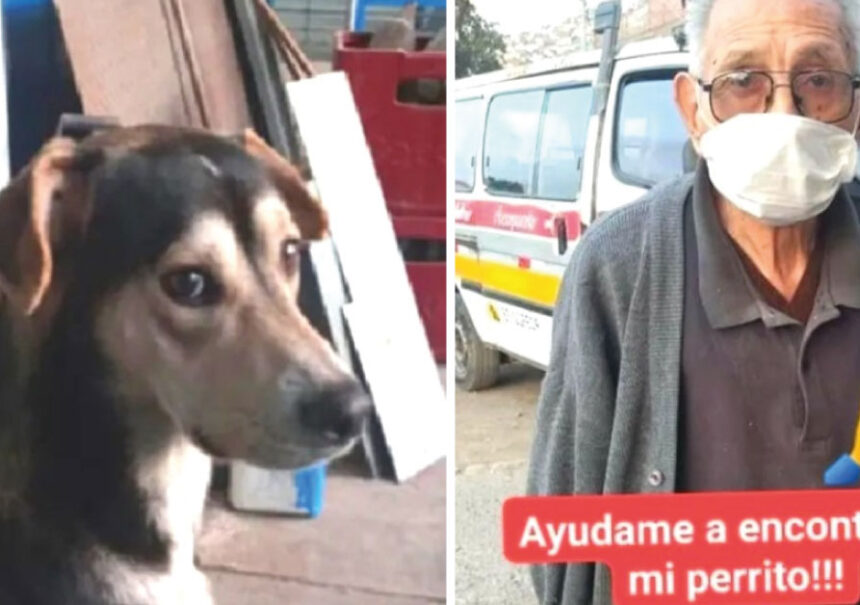 Abuelito camina por varios kilómetros buscando a su perro perdido