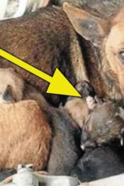 Encontró una perra callejera con 6 cachorros, cuando se acerca ve una mano que sale entre ellos