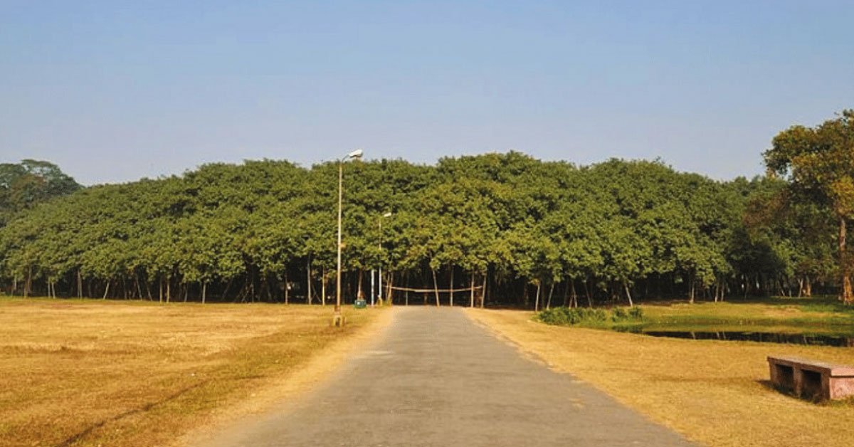 El sorprendente bosque en la India de 19.000 metros cuadrados formado por UN SOLO árbol